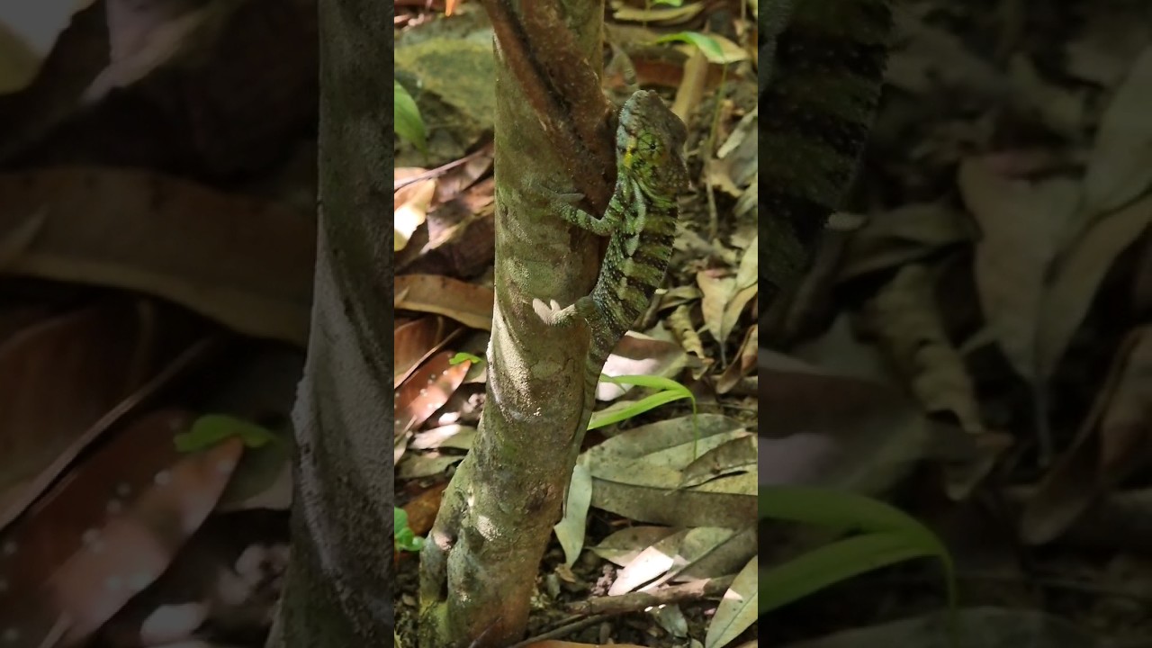 Chameleon Nosy Be National park 🏞 Madagascar  🏝