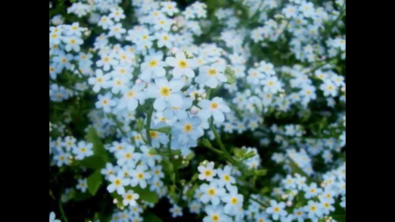リヒナーの有名なピアノ曲 忘れな草 リヒナーの有名なピアノ曲 忘れな草