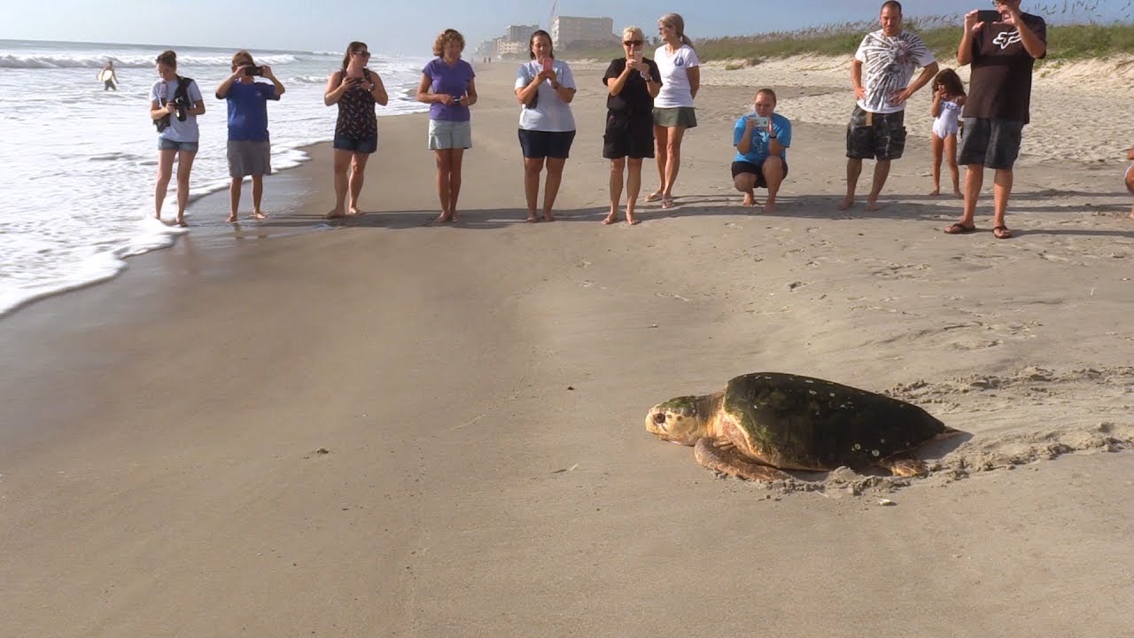 Watch Sea Turtle Get Released Back to Sea After Being Rescued - YouTube