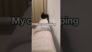 my cat sleeping in sofa #snoringcatplay