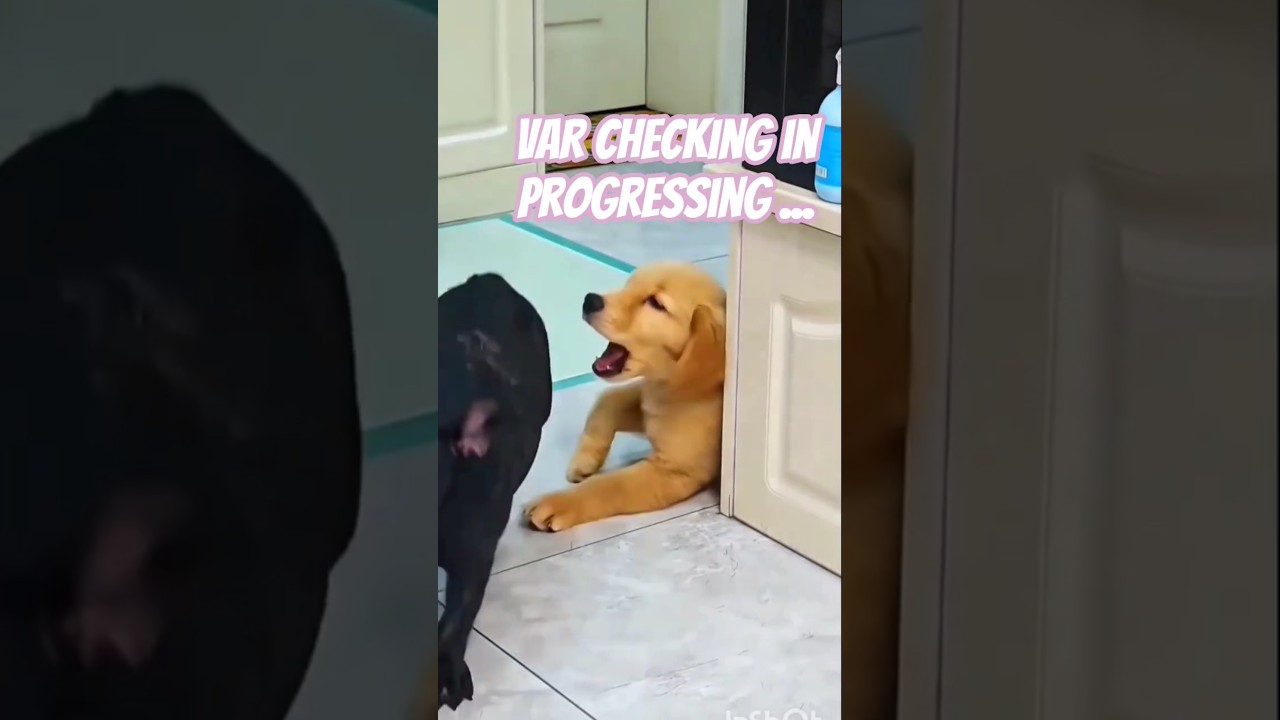 Cute puppy is acting ? 🧐 