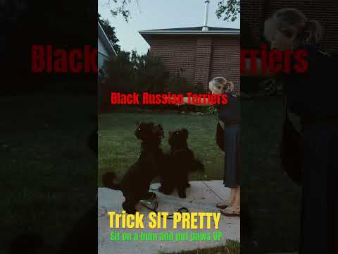 Trick Dog Sit Pretty And Wave Paw BRT Black Russian Terrier 
