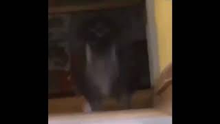 Cat stomps up the stairs @COG1TO-9779