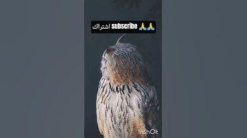 #abdelrahaman #quran #beautiful #voice #quran_learning #تلاوة #اكسبلور #المصحف #بحر#animals #duet