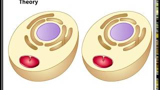 Endosymbiotic Theory