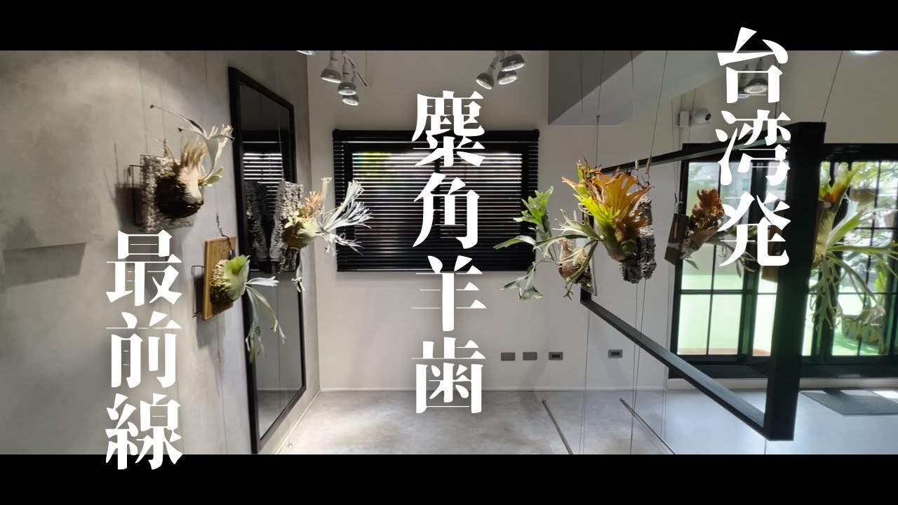 【ビカクシダ】台湾の最先端ビカクシダショップに潜入！日本未上陸のビカクを要チェック！！