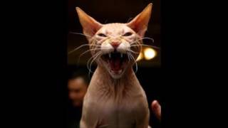 AfterMath[meme] CAT
