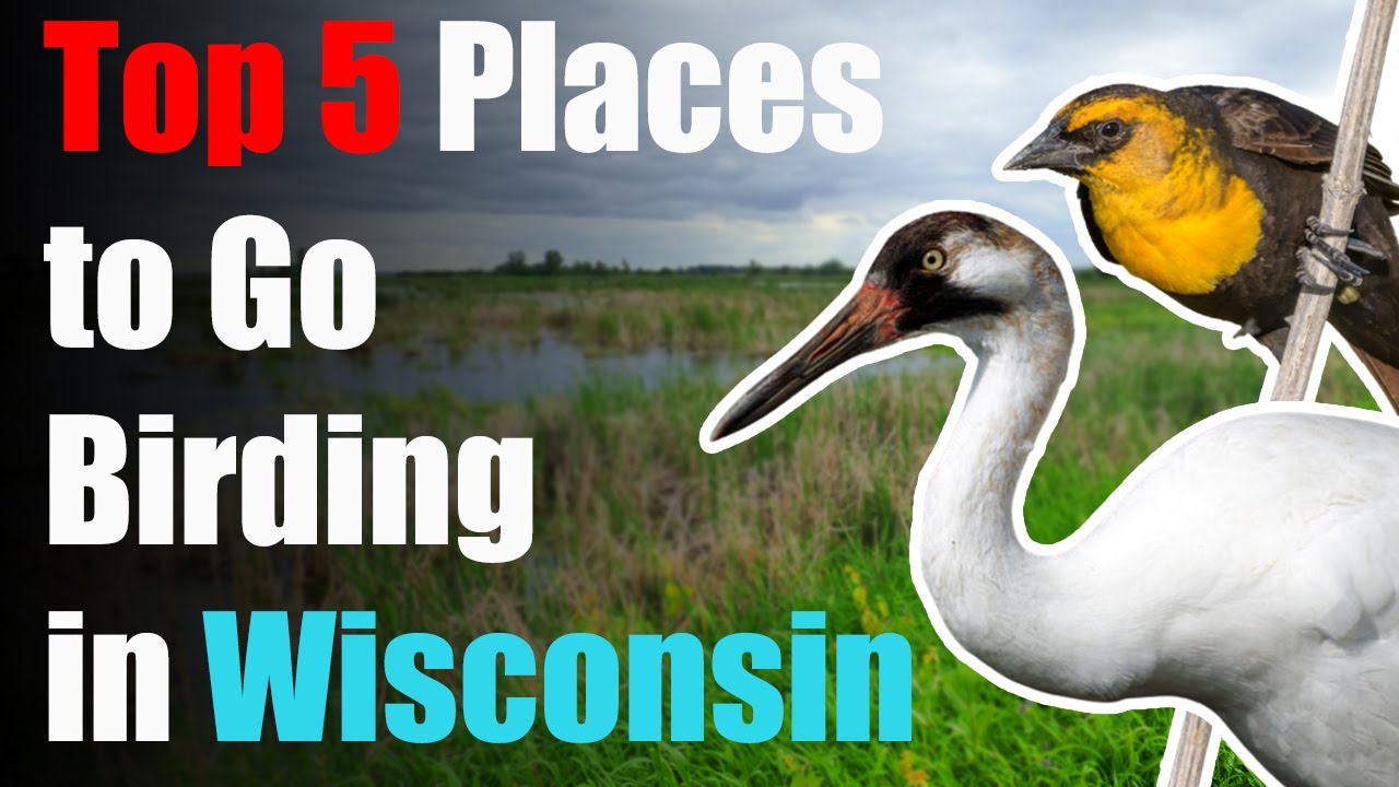 Top 5 Places to Go Birding in Wisconsin