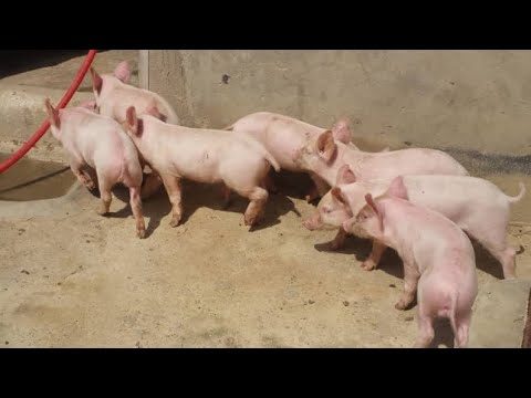 Right creep feed to boost piglets growth rate 10x faster ( 4 weeks ...