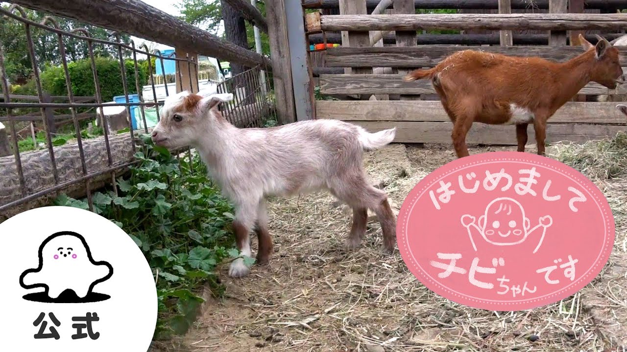 赤ちゃんが喜ぶ】シナぷしゅ公式はじめましてチビちゃんです～いろんな