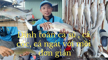 Câu cá Sủ, cá Cóc với mồi đơn giản mà hiệu quả lên cá liên tục ( câu cá mùa nước đổ T9)