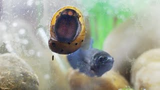 Punchy the Baby Betta fish meets Alfred the Nerite Snail