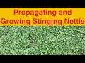 Propagating and Growing Stinging Nettle