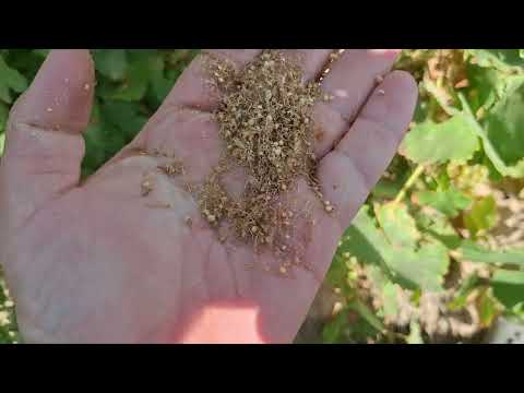 این روش ساده سس رو برای همیشه نابود می کنه