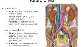 Anatomia Renal, Ureteres y Diafragma