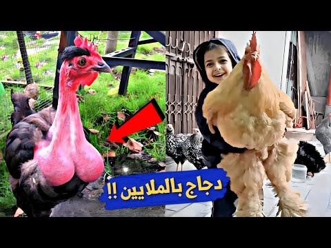 اغلى 5 سلالات الدجاج في العالم أتحدات أنك شاهدت مثلها من قبل بالملايين