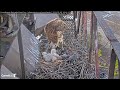 Cornell Lab  Red-tailed Hawks- Myszołowy rdzawosterne- Kolacja  maluszków🐥🌹🍀🐥🌹🍀🥚🍀🌹🥚🍀🌹03/05/2024