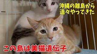 沖縄県南大東島から連れて来た猫達が美猫過ぎてヤバい!