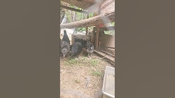 #obligatory homestead wizard