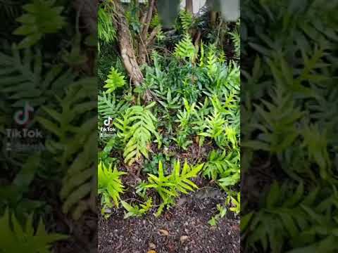 Baby Munjiro Hatches In Hilo Hawaii