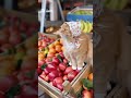 Мяу-фрукты! Самый пушистый торговец 😺 #юмор #ai #прикол #weirdcore #смех #chatgpt