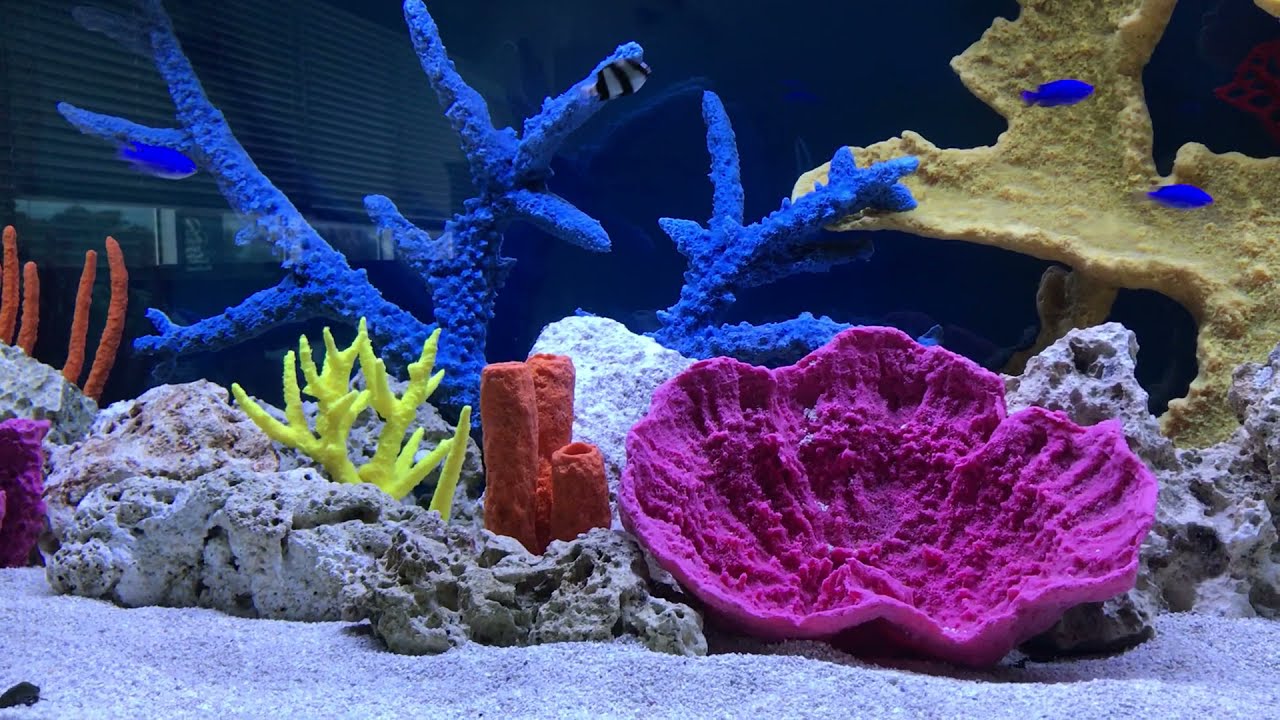 Build Thread - ☠️Skulls, Skeletons, and EelsOh my!☠️ - REEF2REEF Saltwater  and Reef Aquarium Forum