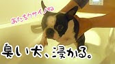 臭い犬にファブリーズをかけたらどうなるか 洗っていないくさい犬のような匂いにファブリーズは効果があるのでしょうか Youtube