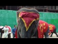 Захватывающие представление слонов в Таиланде!!