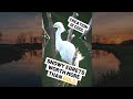 Feathers Worth More Than Gold? | Snowy Egret | Creation is Cool | #shorts