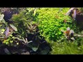 Aquarium❤ Relax . Аквариум медленный травник🌿. Музыка. Релакс.