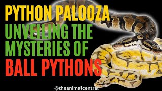 Python Palooza: The Enigma of Ball Python Unveiled (Documentary) #ballpython #snakes