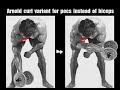 Unknown pectoral muscles exercise bentover dumbbell cross overs