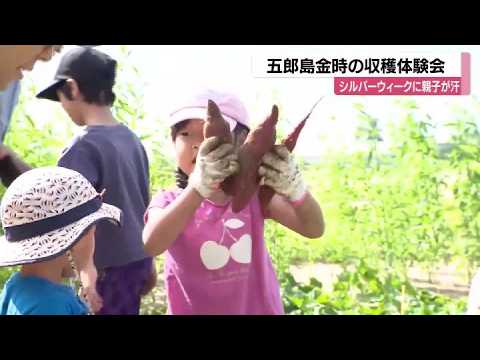 「おっきいのがとれた！」金沢の五郎島金時収穫体験に75組の家族が歓声 (2026年9月22日)