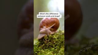 Snails & Slugs Whats The Difference?