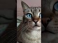 🤗🤗🤗🍀🍀🍀 Bienvenidos al Michi tarot 🍀🍀🍀🤗🤗🤗 #funny #lecturacartas #cat #cute
