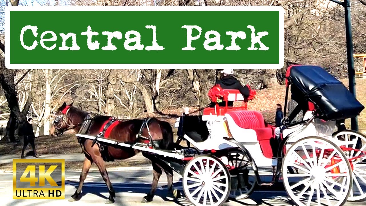 Pilgrim Hill  | Horse & Carriage clip-clopping  Central Park New York