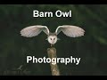 WILDLIFE PHOTOGRAPHY | Barn Owl Photography in Hampshire