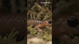 Salamander Superpowers The Secret To Regeneration
