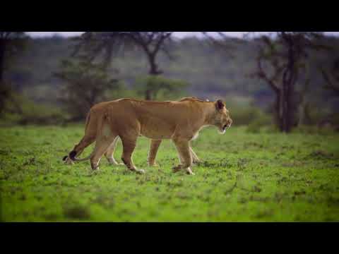 Two Lions Walking Together 