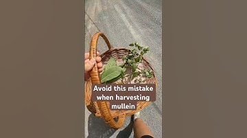 Harvesting mullein for lung health tea? Avoid making this huge mistake!