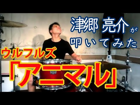 #18【ウルフルズ】アニマル  /  叩いてみた【津郷 亮介】