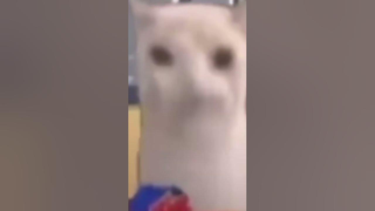 Cat chip cat YouTube