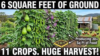 The Living Food Wall — 11 Climbing Vegetables Most Gardeners Have Never Heard Of