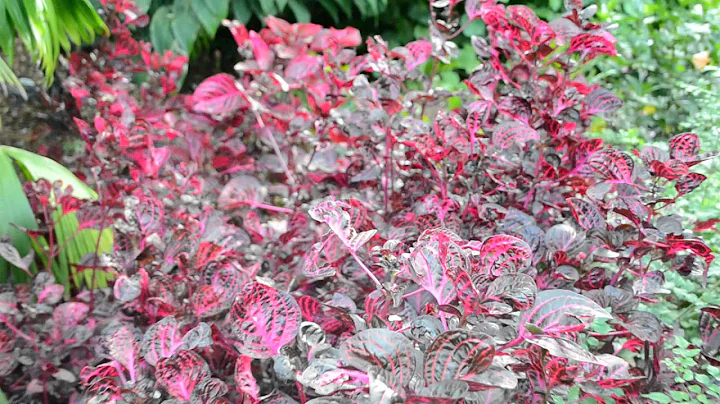 Video of Fire Red Flowers filmed near the Sydney Opera House for use on the creative commons