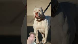 #duniya#ka#sabse#dangar#dogs#pitbull