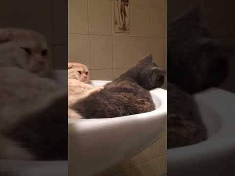 Pizzunia vs Cosmos: Sink Boxing 🥊