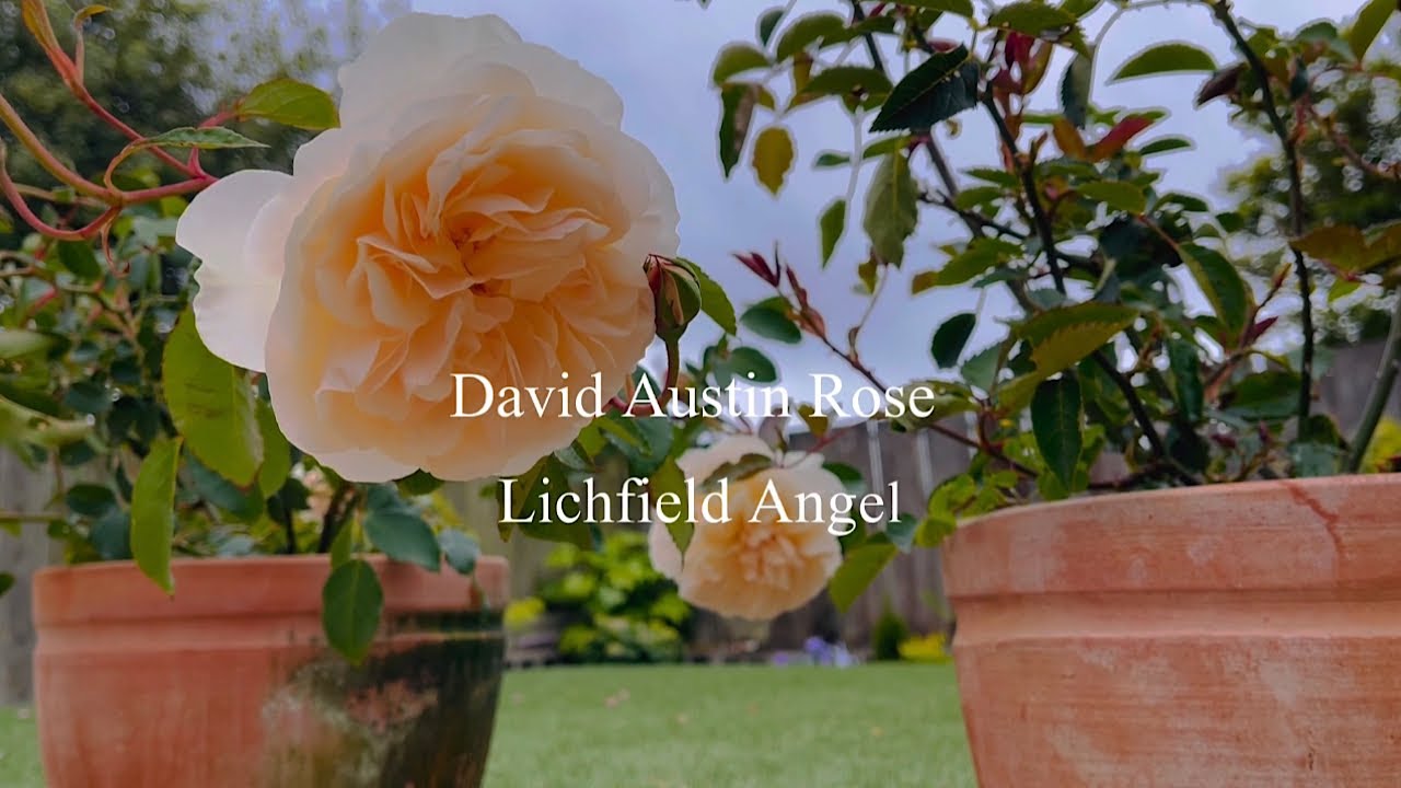 David Austin Rose - Lichfield Angel ｜ 奥斯汀 - 利奇菲尔德天使