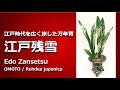 江戸時代を広く旅した万年青　江戸残雪【万年青の豊明園】【OMOTO EDO ZANSETSU】Rohdea japonica 草木奇品家雅見 薩摩　明石の殿様の万年青