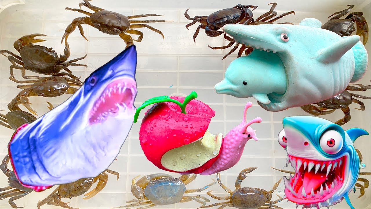 Kem Ốc Chanel ra bờ ao câu cá bị cá mập BABY SHARK bắt, cứu con sâu, ốc sên, bọ xít, con cua, chuột.