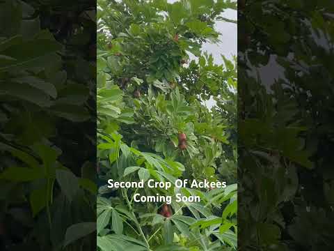 Second Crop Of Ackees Coming Soon Garden Ackee Jamaicanfood